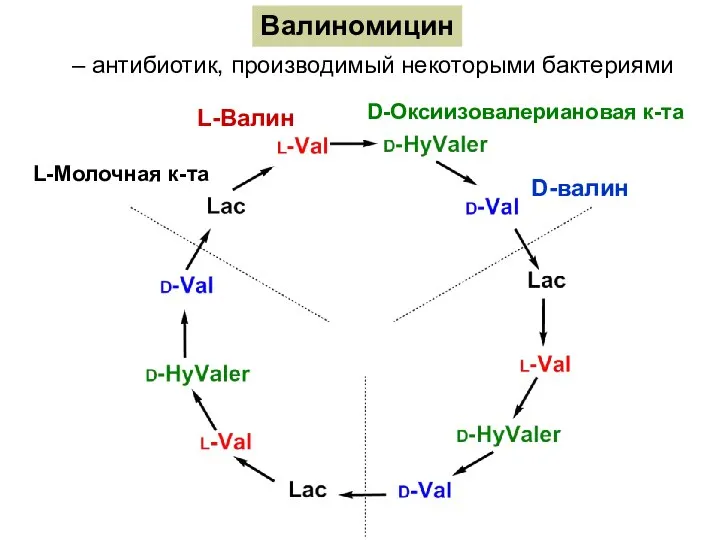 Валиномицин – антибиотик, производимый некоторыми бактериями