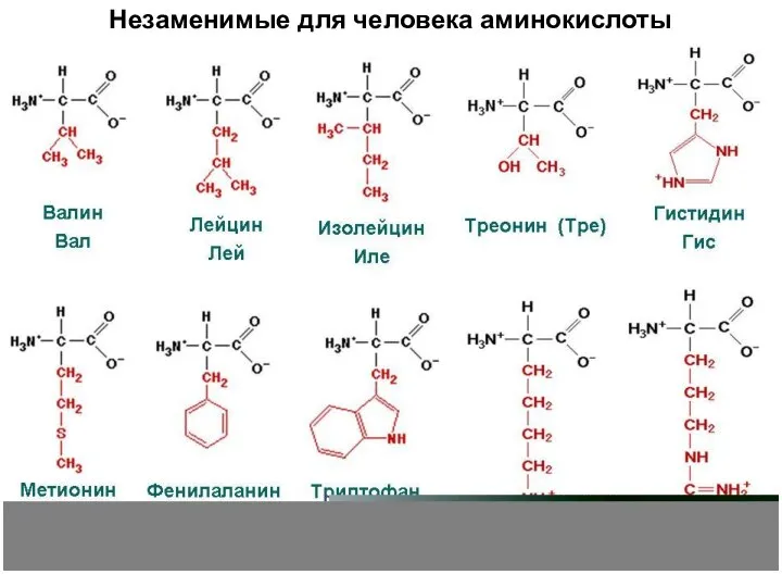 Незаменимые для человека аминокислоты