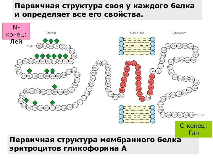 Первичная структура мембранного белка эритроцитов гликофорина А C-конец: Глн Первичная структура