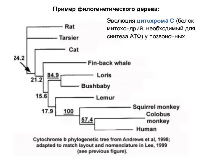 Эволюция цитохрома С (белок митохондрий, необходимый для синтеза АТФ) у позвоночных Пример филогенетического дерева: