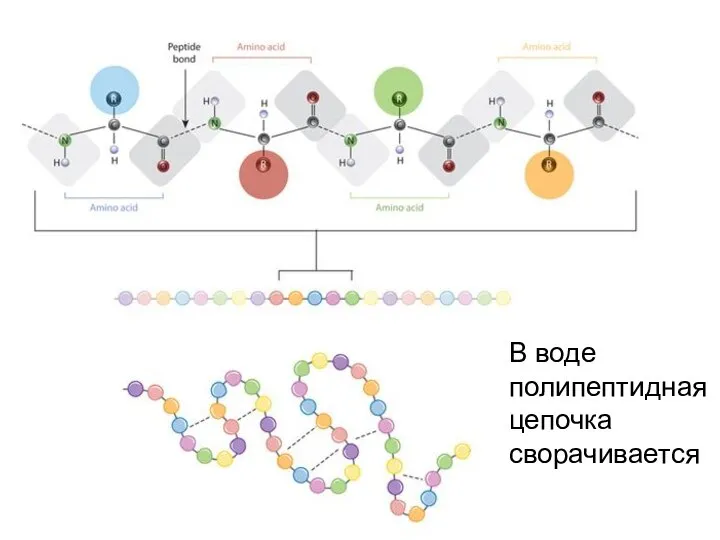 В воде полипептидная цепочка сворачивается