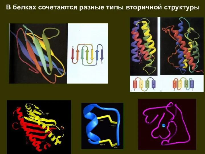 В белках сочетаются разные типы вторичной структуры