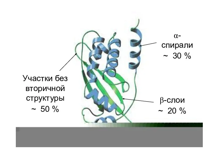 α-спирали ~ 30 % β-слои ~ 20 % Участки без вторичной структуры ~ 50 %