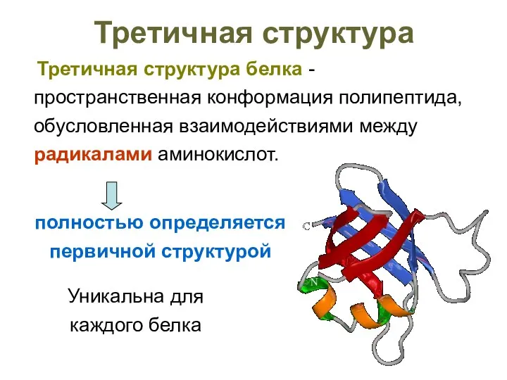 Третичная структура Третичная структура белка - пространственная конформация полипептида, обусловленная взаимодействиями