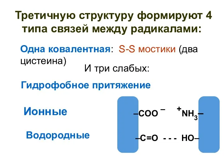 Третичную структуру формируют 4 типа связей между радикалами: Ионные –COO –