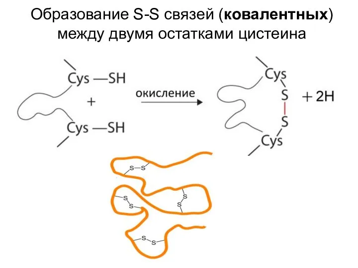 Образование S-S связей (ковалентных) между двумя остатками цистеина