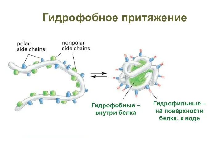 Гидрофобное притяжение