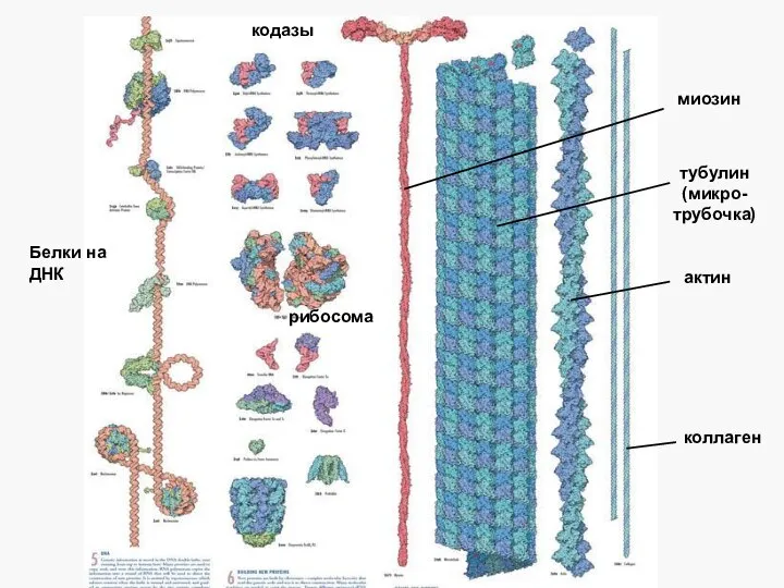 коллаген актин миозин тубулин (микро-трубочка) кодазы Белки на ДНК рибосома