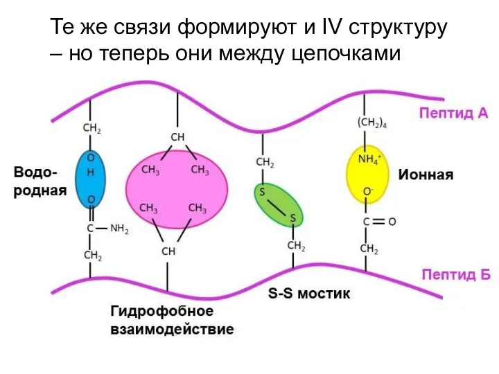 Те же связи формируют и IV структуру – но теперь они между цепочками