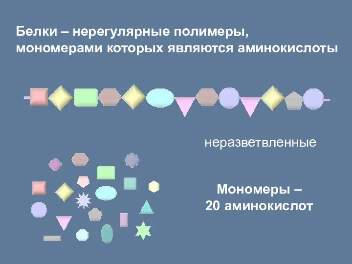 Белки – нерегулярные полимеры, мономерами которых являются аминокислоты Мономеры – 20 аминокислот неразветвленные