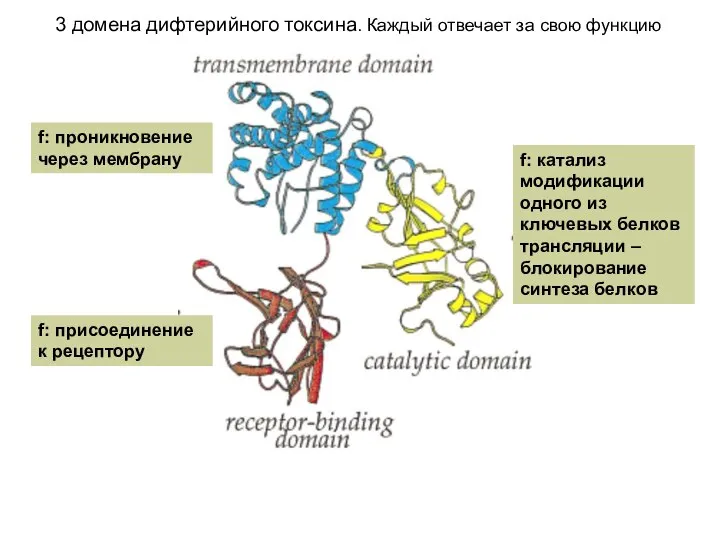 3 домена дифтерийного токсина. Каждый отвечает за свою функцию f: присоединение