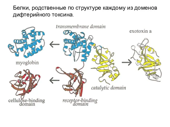 Белки, родственные по структуре каждому из доменов дифтерийного токсина.