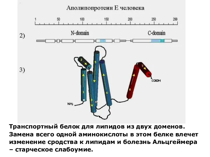 Транспортный белок для липидов из двух доменов. Замена всего одной аминокислоты