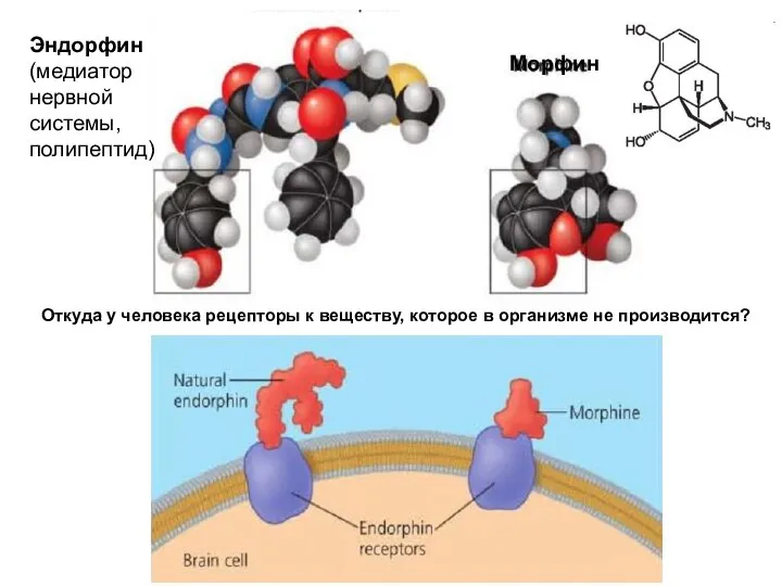 Эндорфин (медиатор нервной системы, полипептид) Морфин Откуда у человека рецепторы к