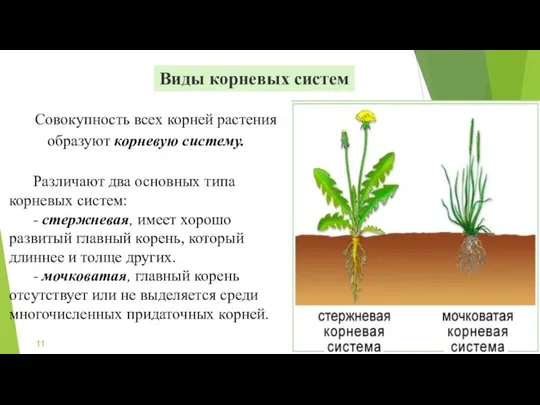 Виды корневых систем Совокупность всех корней растения образуют корневую систему. Различают