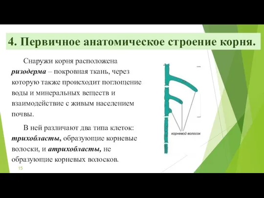 4. Первичное анатомическое строение корня. Снаружи корня расположена ризодерма – покровная