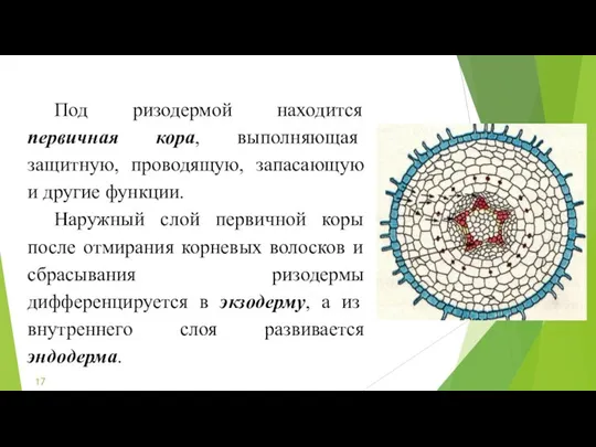 Под ризодермой находится первичная кора, выполняющая защитную, проводящую, запасающую и другие