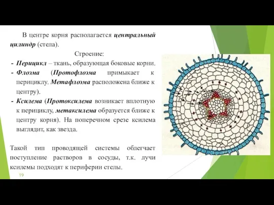 В центре корня располагается центральный цилиндр (стела). Строение: Перицикл – ткань,