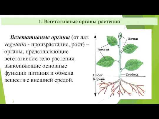 1. Вегетативные органы растений Вегетативные органы (от лат. vegetatiо - произрастание,