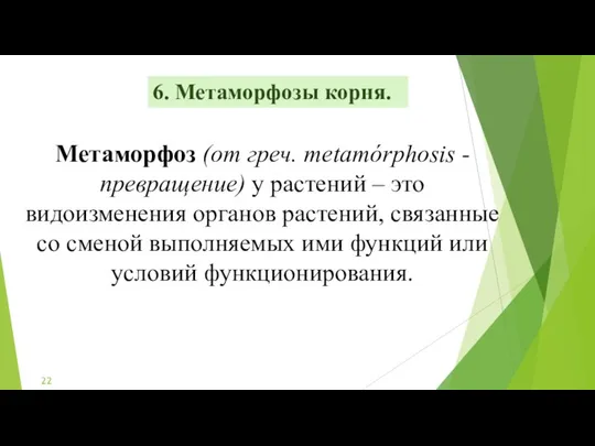 6. Метаморфозы корня. Метаморфоз (от греч. metamórphosis - превращение) у растений