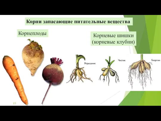 Корни запасающие питательные вещества Корнеплоды Корневые шишки (корневые клубни)