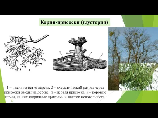 Корни-присоски (гаустории) 1 – омела на ветке дерева; 2 – схематический