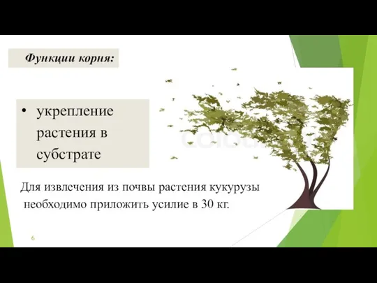 укрепление растения в субстрате Функции корня: Для извлечения из почвы растения