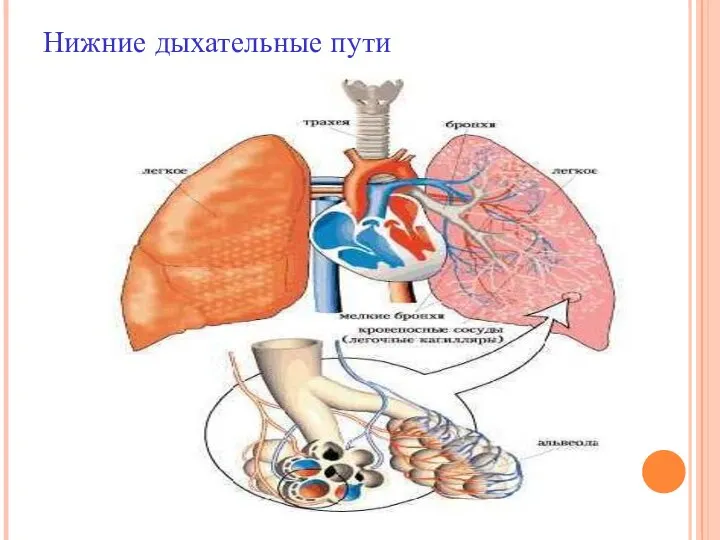 Нижние дыхательные пути