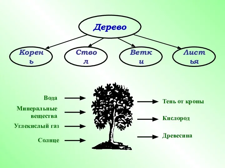 Дерево Корень Ствол Ветки Листья Тень от кроны Кислород Древесина Солнце Углекислый газ Минеральные вещества Вода