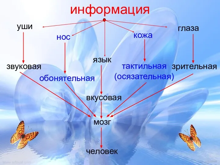 информация звуковая зрительная тактильная (осязательная) обонятельная вкусовая уши нос язык глаза кожа мозг человек