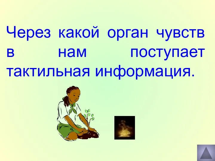 Через какой орган чувств в нам поступает тактильная информация.