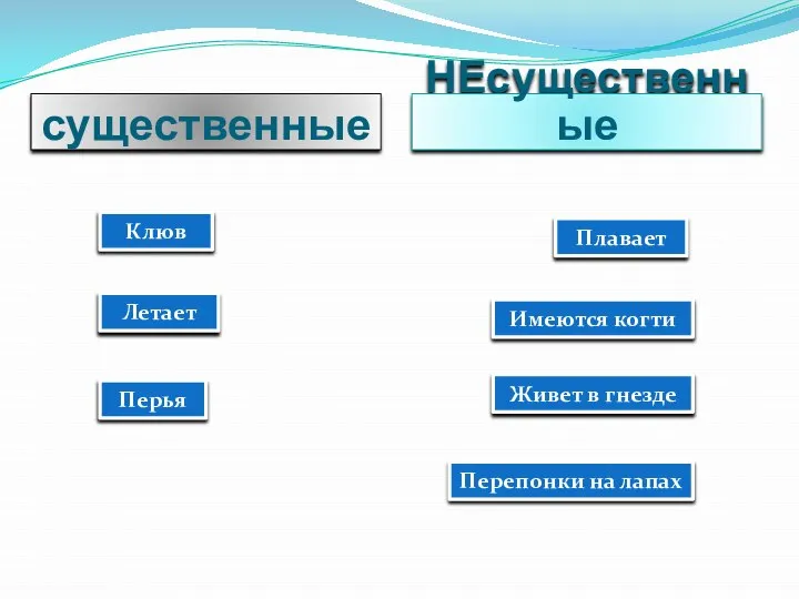 существенные НЕсущественные Живет в гнезде Летает Клюв Перепонки на лапах Перья Плавает Имеются когти