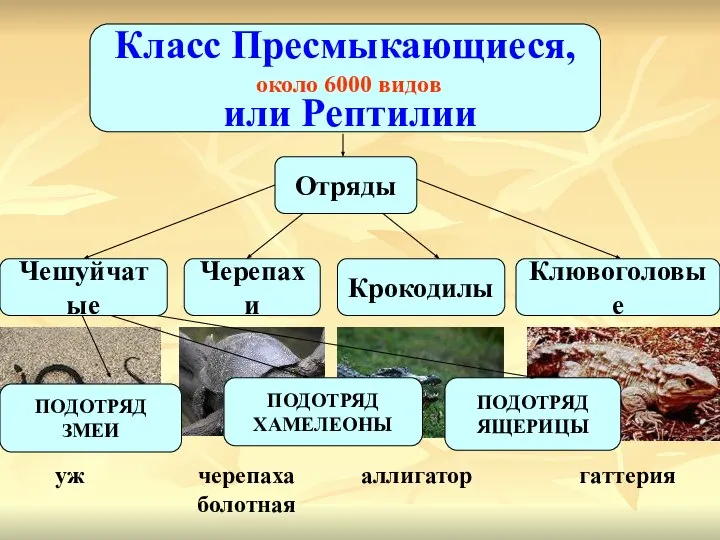 Класс Пресмыкающиеся, или Рептилии около 6000 видов Чешуйчатые Черепахи Отряды Клювоголовые