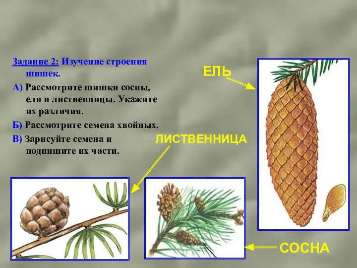 Задание 2: Изучение строения шишек. А) Рассмотрите шишки сосны, ели и