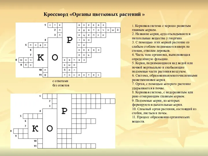 Кроссворд «Органы цветковых растений » с ответами без ответов 1. Корневая