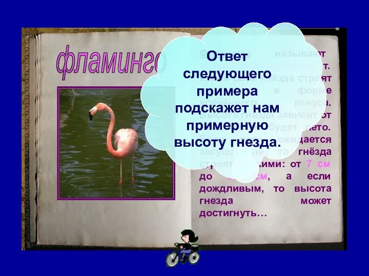 фламинго Фламинго называют птицей-метеорологом, т.к. они свои гнёзда строят из песка