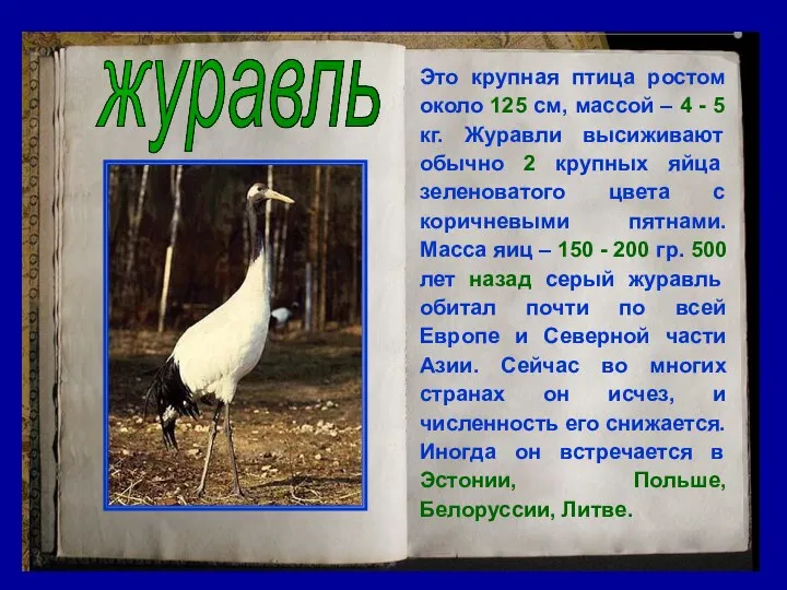 журавль Это крупная птица ростом около 125 см, массой – 4