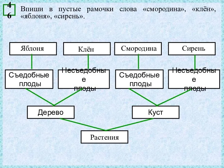 Впиши в пустые рамочки слова «смородина», «клён», «яблоня», «сирень». 46 Съедобные