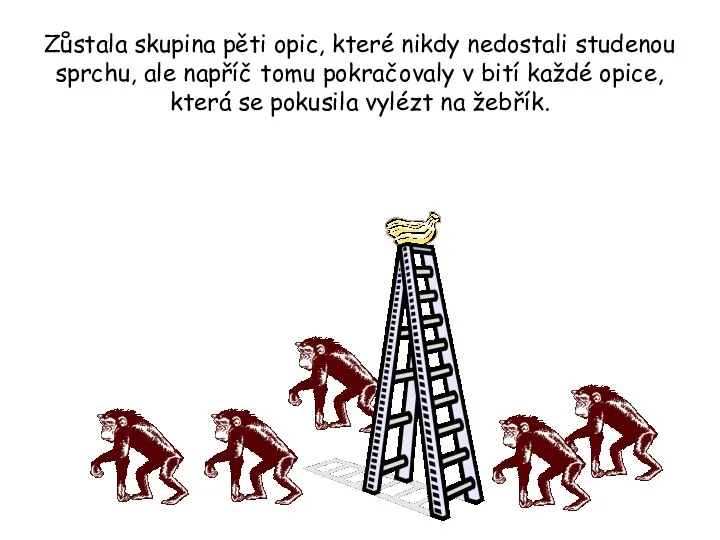 Zůstala skupina pěti opic, které nikdy nedostali studenou sprchu, ale napříč