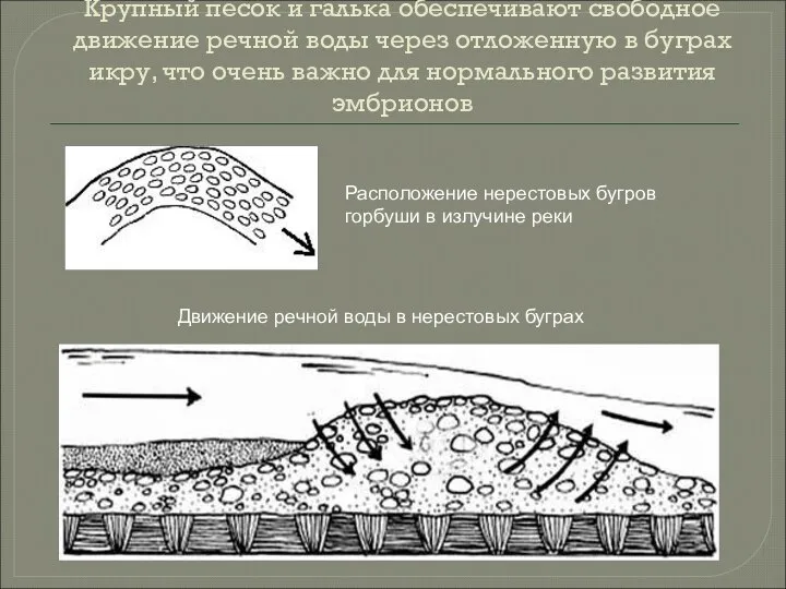 Крупный песок и галька обеспечивают свободное движение речной воды через отложенную