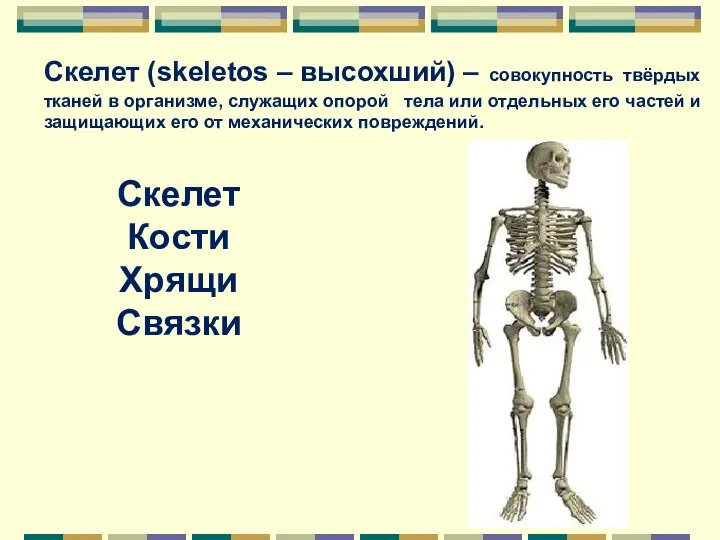 Скелет (skeletos – высохший) – совокупность твёрдых тканей в организме, служащих