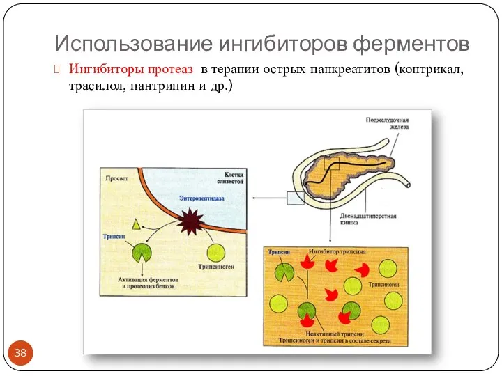 Использование ингибиторов ферментов Ингибиторы протеаз в терапии острых панкреатитов (контрикал, трасилол, пантрипин и др.)