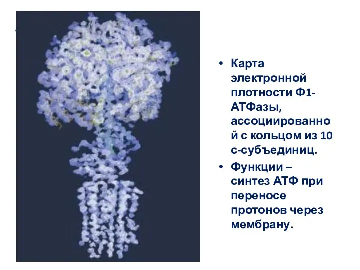 Карта электронной плотности Ф1-АТФазы, ассоциированной с кольцом из 10 с-субъединиц. Функции