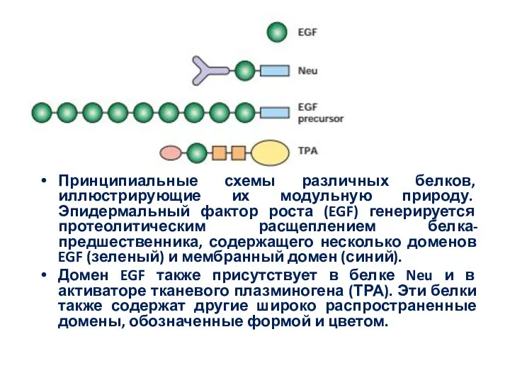 Принципиальные схемы различных белков, иллюстрирующие их модульную природу. Эпидермальный фактор роста