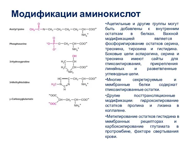 Модификации аминокислот Ацетильные и другие группы могут быть добавлены к внутренним