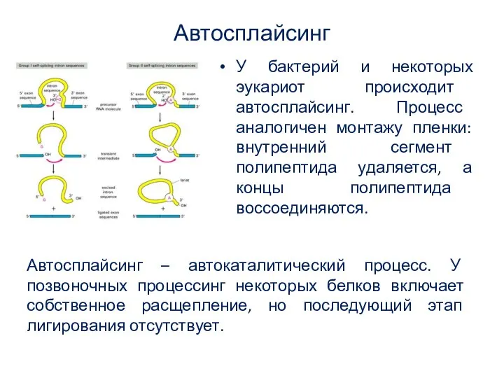 Автосплайсинг У бактерий и некоторых эукариот происходит автосплайсинг. Процесс аналогичен монтажу