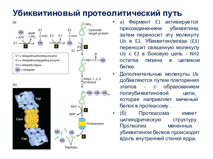 Убиквитиновый протеолитический путь a) Фермент E1 активируется присоединением убиквитина, затем переносит