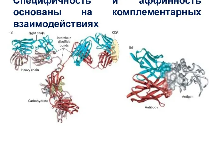 Специфичность и аффинность основаны на комплементарных взаимодействиях