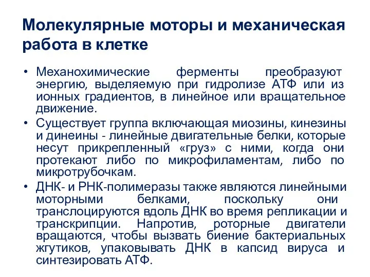 Молекулярные моторы и механическая работа в клетке Механохимические ферменты преобразуют энергию,