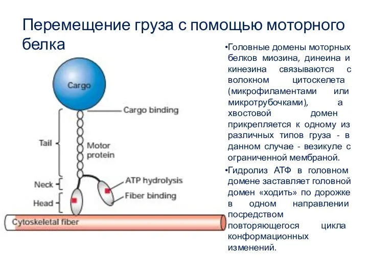 Перемещение груза с помощью моторного белка Головные домены моторных белков миозина,